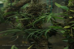 Cleisostoma tenuifolium